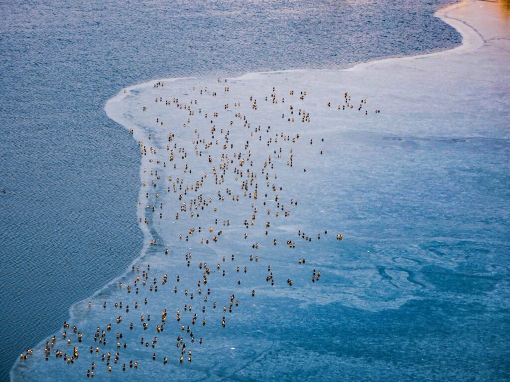 Image showing some body of water in Afganistan and some unidentified floating objects.