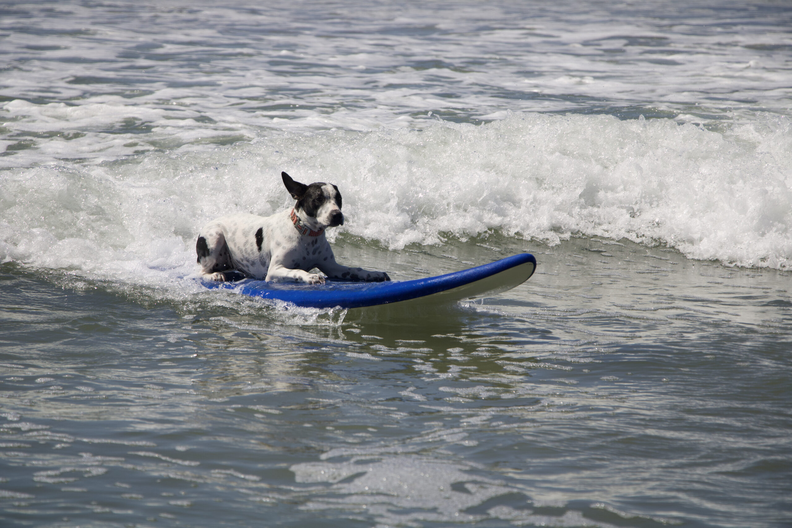The team mascot of Mahalo Surf Club enjoying a ride as well.