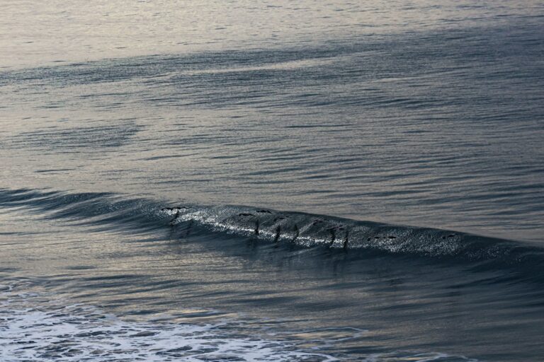 Birds flying over a soon to break wave