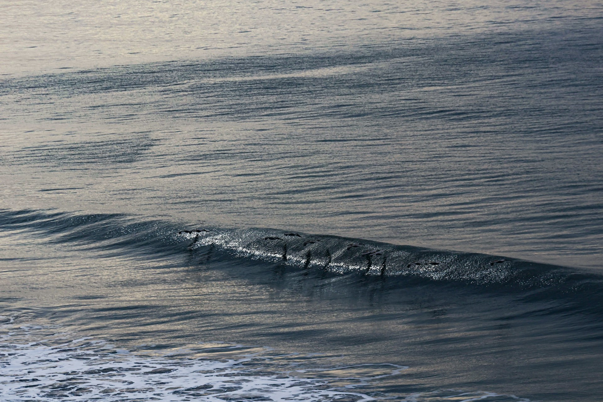 Birds flying over a soon to break wave
