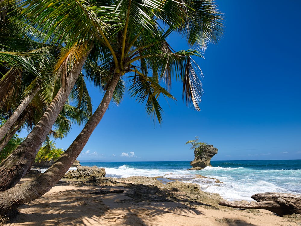 A beautiful beach with palm trees and all