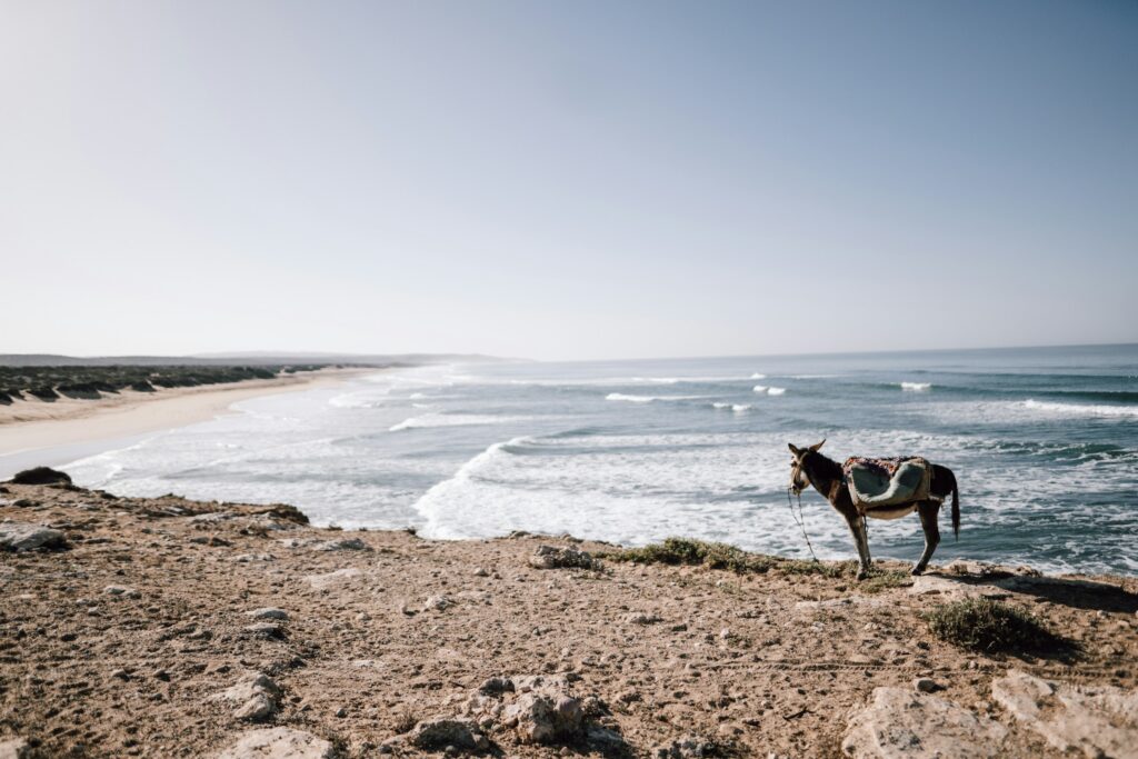 Donkeys, waves, and the beautiful beaches of Sidi Kaouki.