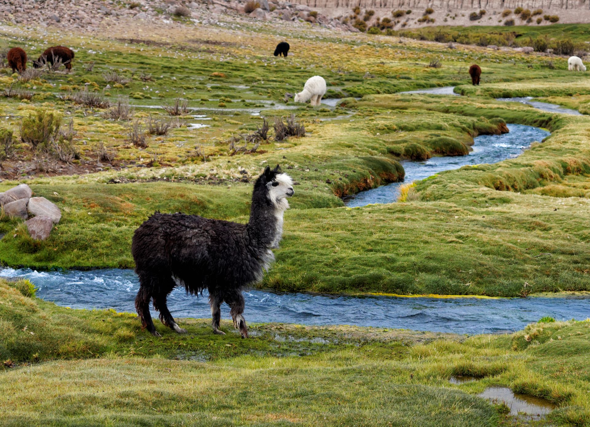 One of the Chilean locals checking out the waves.