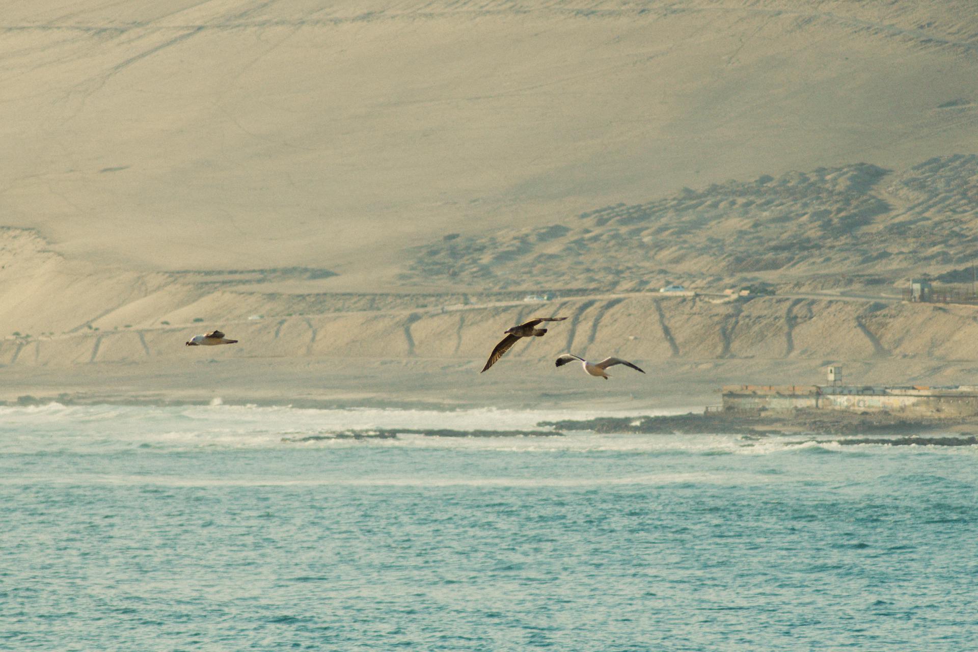 Some birds flying over Arica's ocean with the mountain in the background.