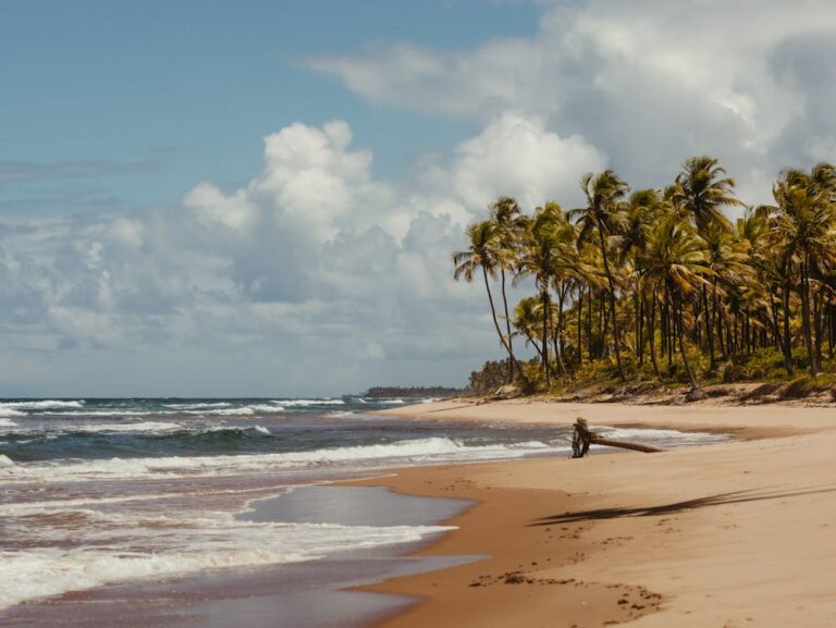 Random beach with palm trees