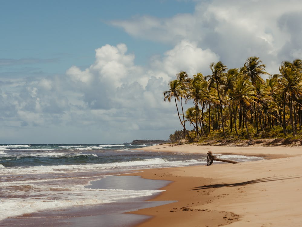 Random beach with palm trees