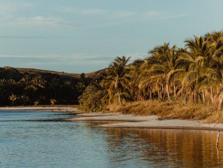 A stretch of coast with palm trees and tropical vibes in Bahia, Brazil