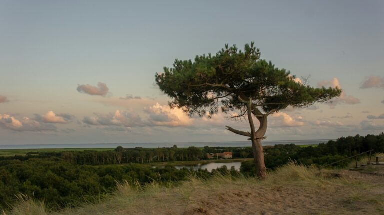 A beautiful tree overlooking the large area of Terschelling.