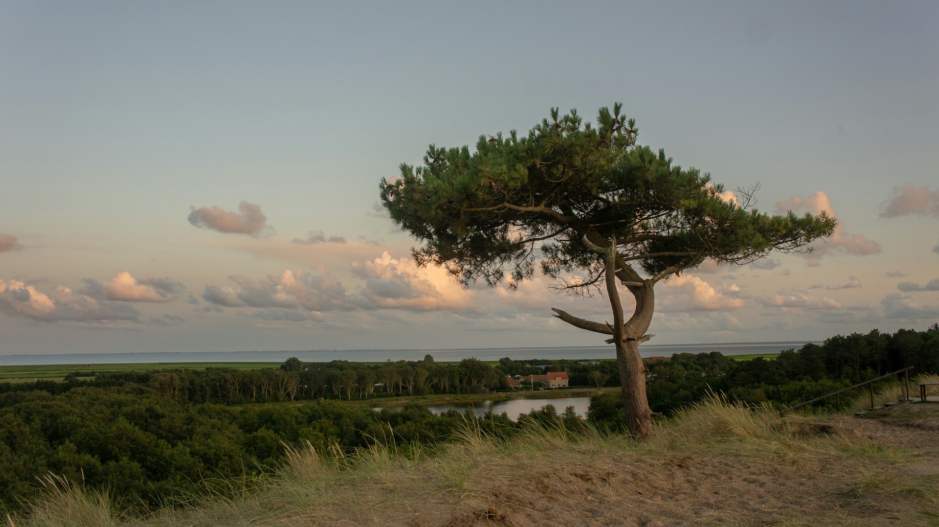 A beautiful tree overlooking the large area of Terschelling.