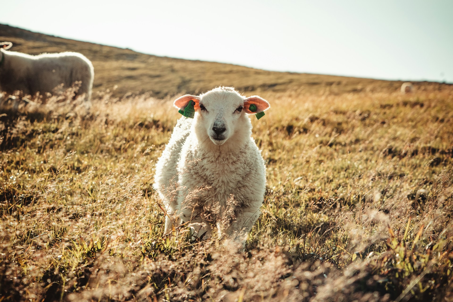 One of the many bleating sheep that you run across while hiking around the cliffs of Hoddevik.
